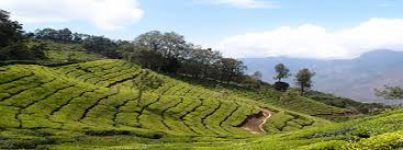 Munnar tourism, safest tourist destination in India