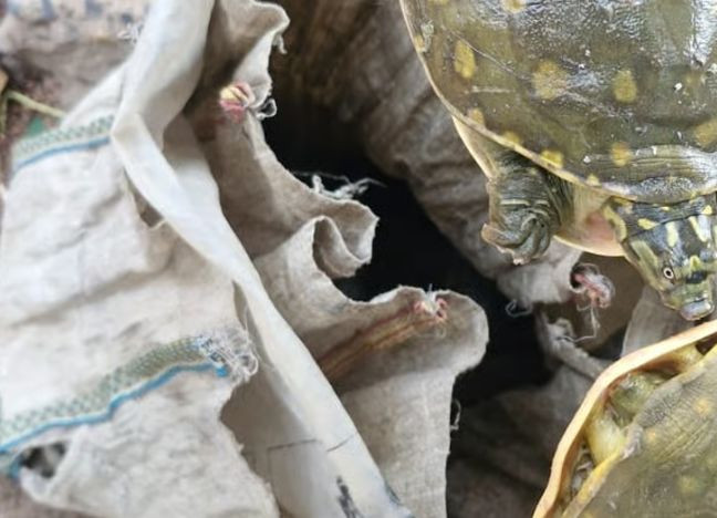 7 turtles recovered from a bag in Kalna; locals curious.