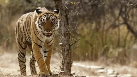 A major mishap occurred while cooking—the moment I turned around, a huge tiger pounced...!