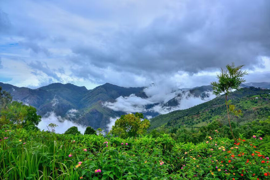 Rain-kissed tea estates of Kotagiri hills